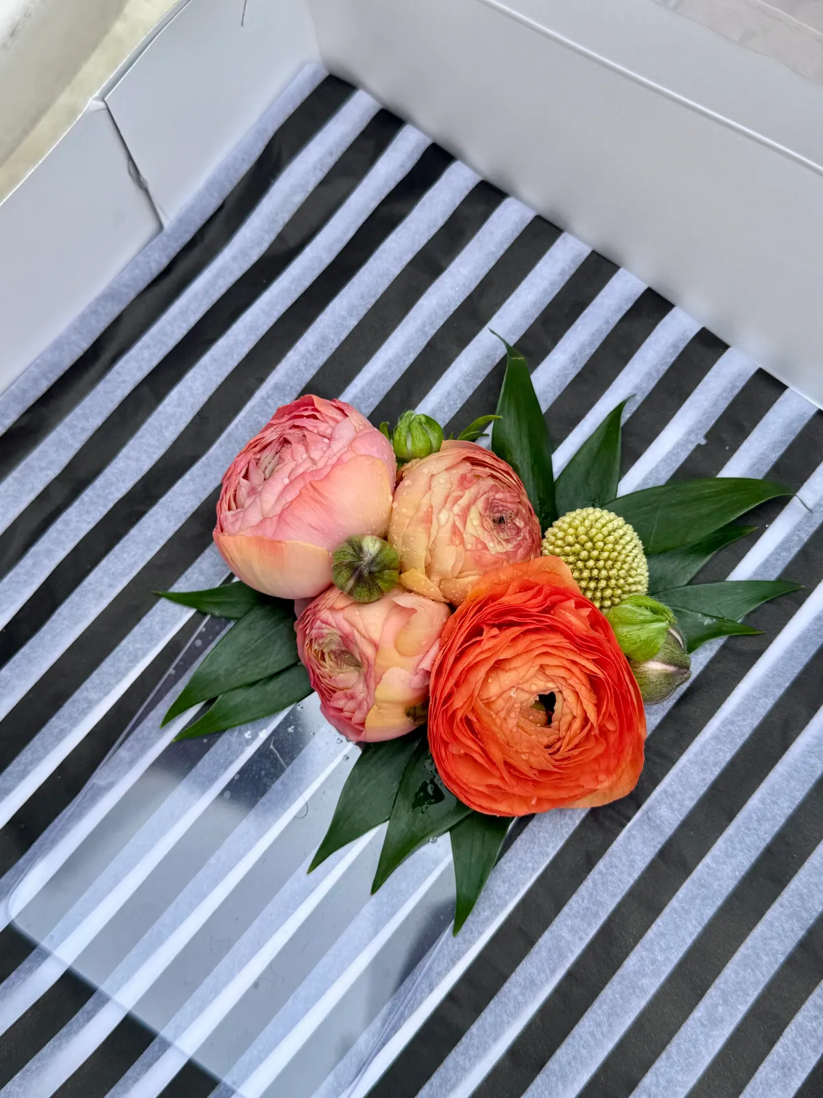 Wrist corsage of peach ranunculus, green berries and craspedia packed in a striped presentation box