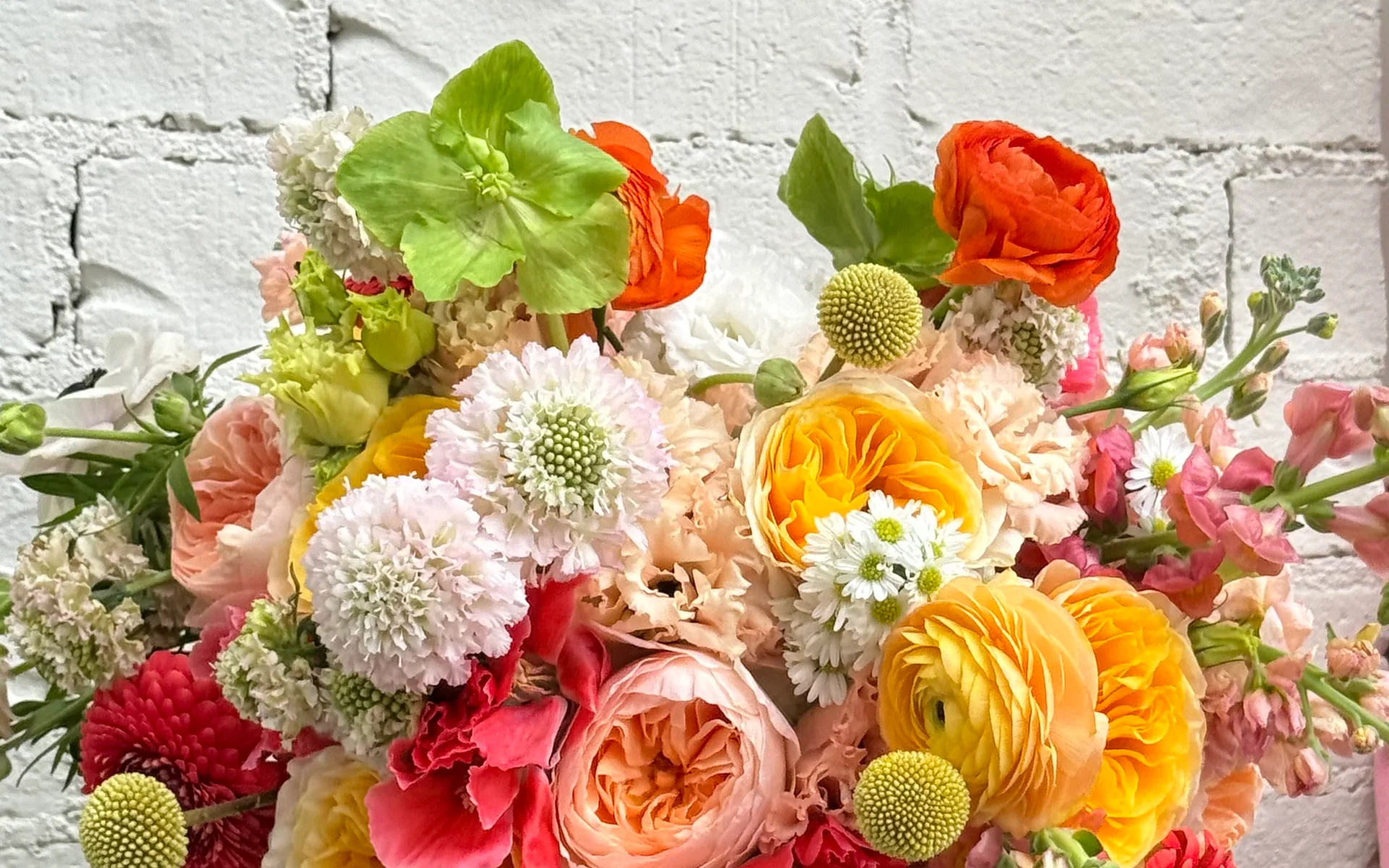 Hand-tied bouquet of coral and yellow ranunculus, garden roses, scabiosa and craspedia held against a white-painted brick wall